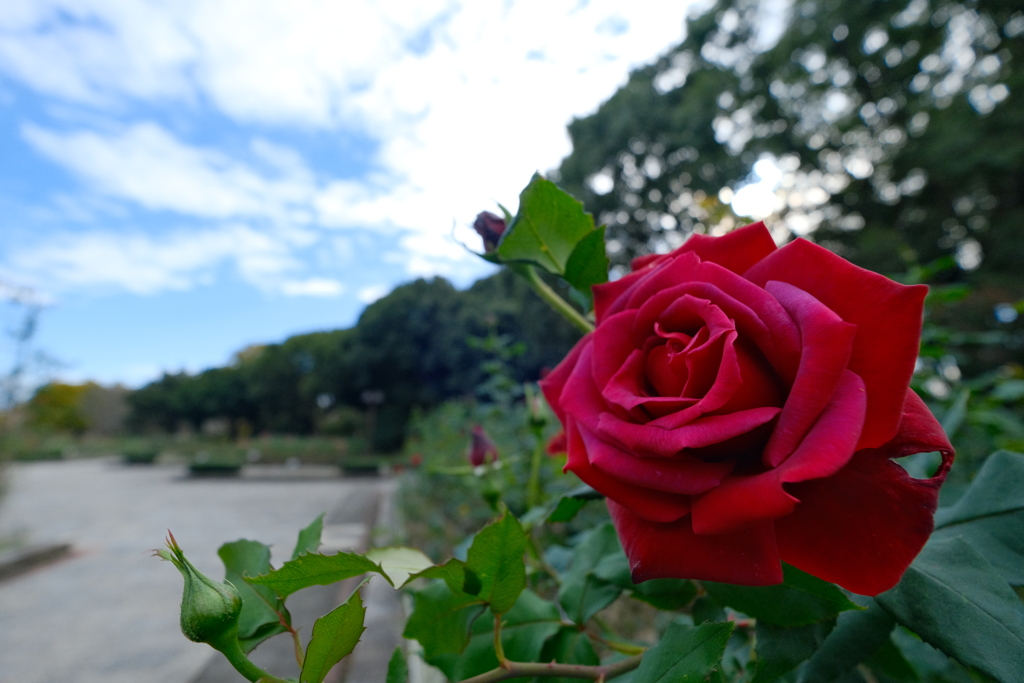 赤い薔薇