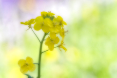 菜の花