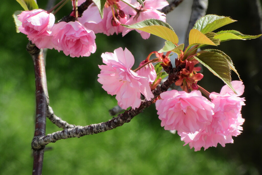 八重桜