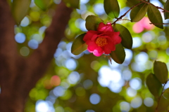 山茶花