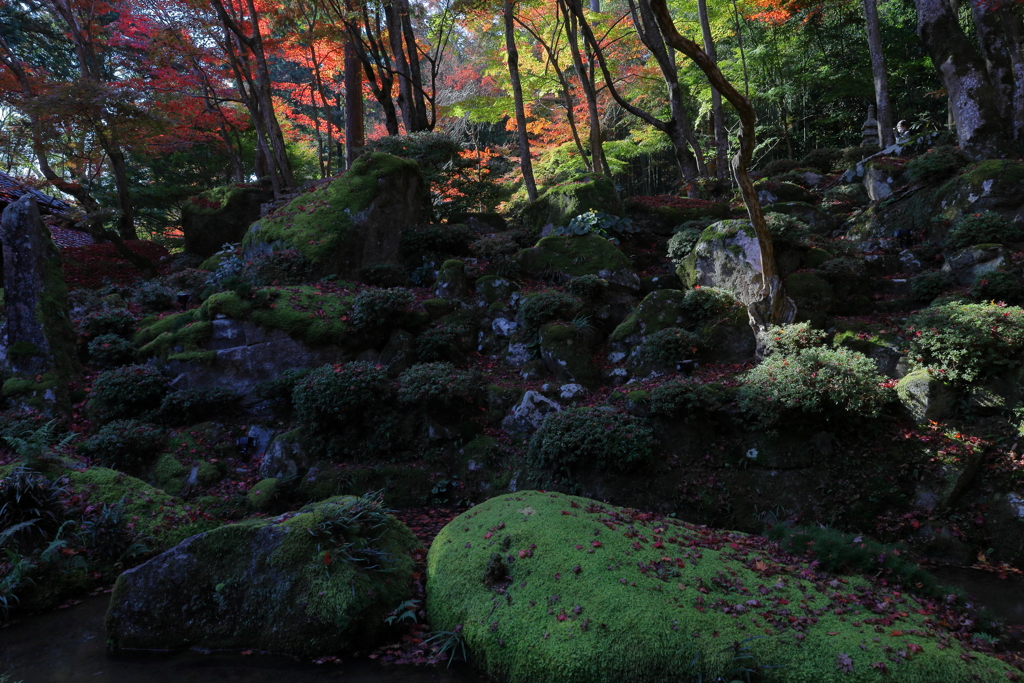 苔むす