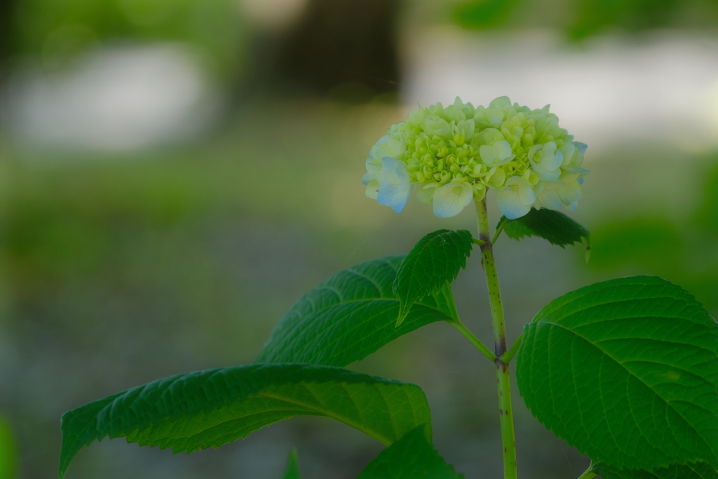 紫陽花