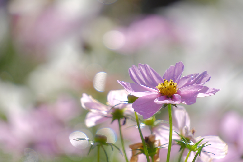 秋桜