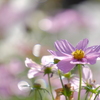 秋桜