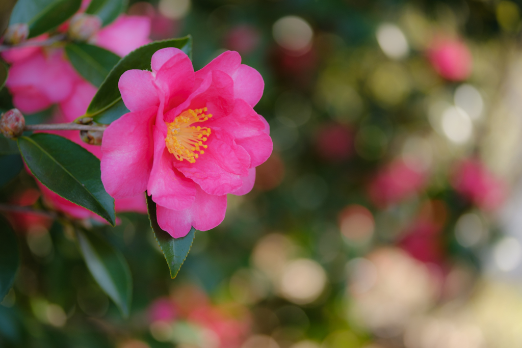 山茶花