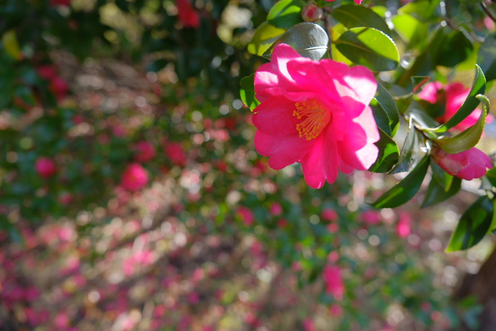 山茶花