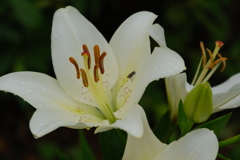 White Lily