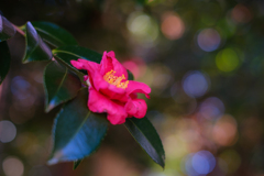 山茶花