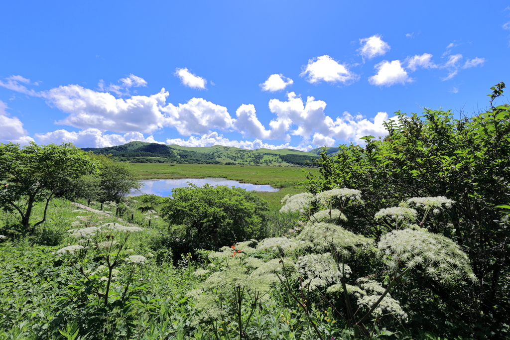 八島湿原　夏