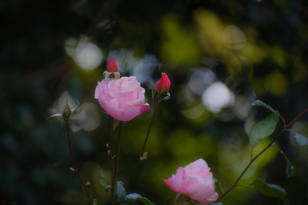 冬の薔薇