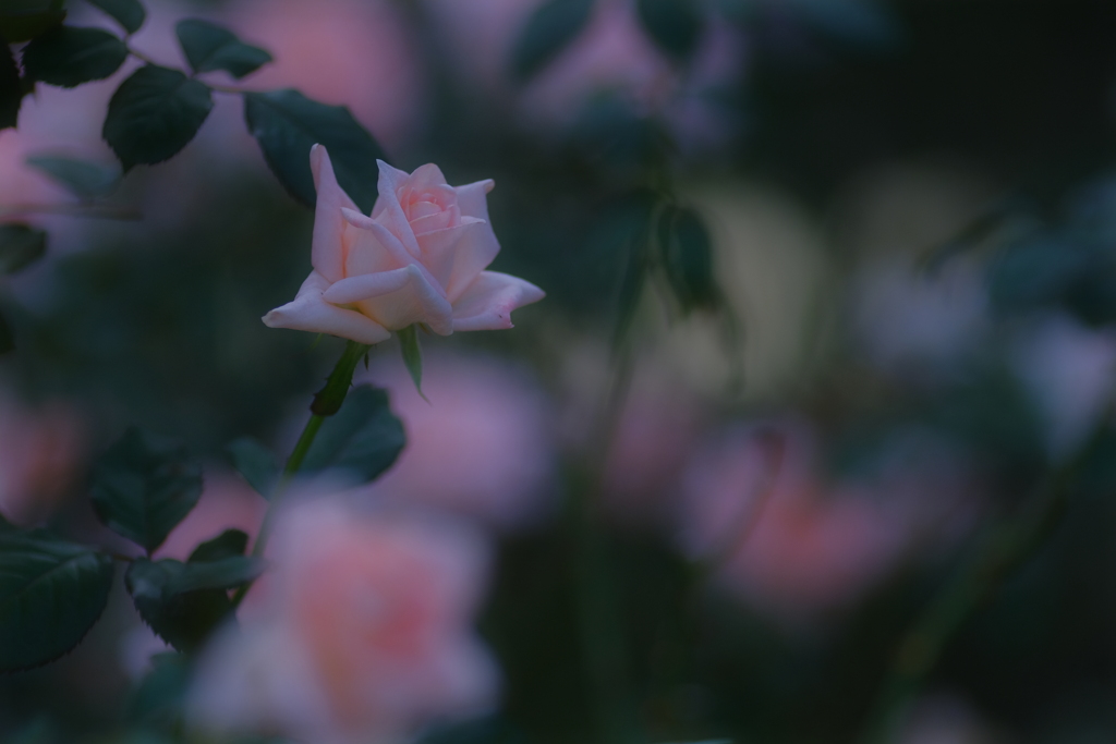 薔薇１