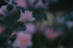 薔薇１