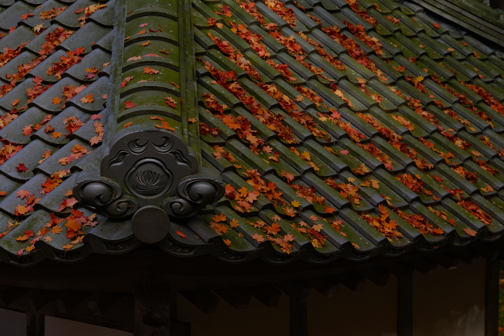 金剛輪寺　秋16