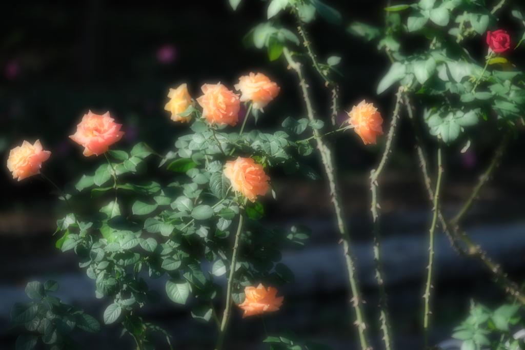 バラ