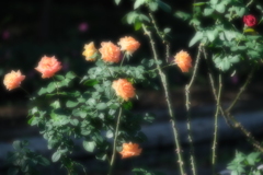 バラ