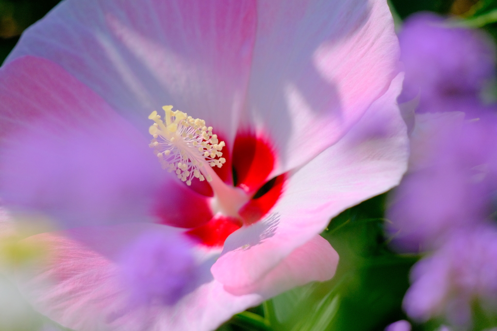 タイタンビカス