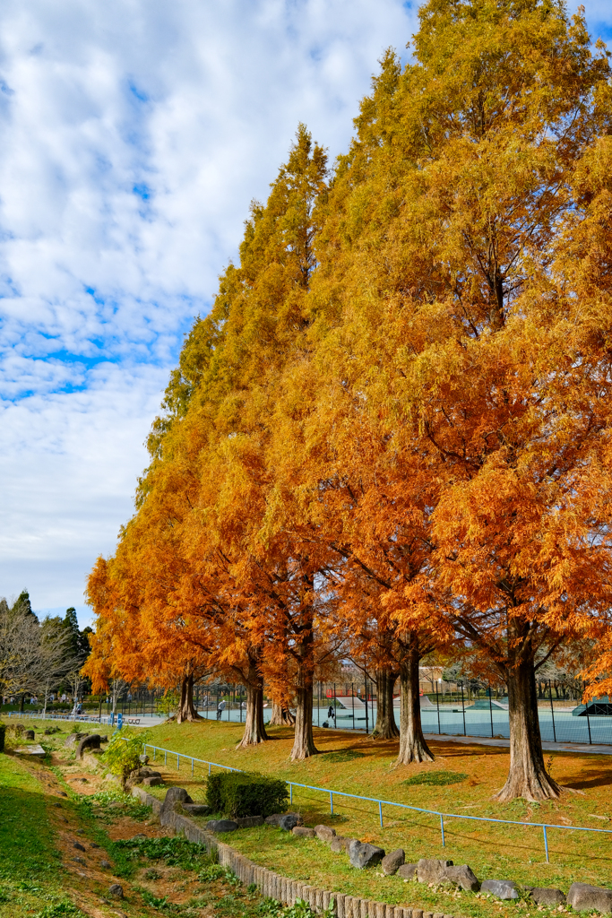 晩秋の公園２