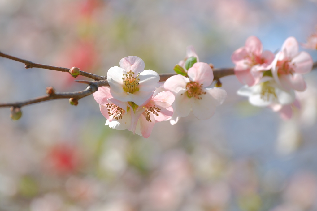 木瓜