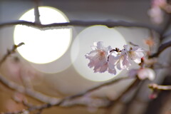 小春日和