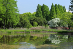 新緑の公園