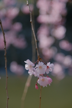 枝垂れ桜