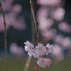 枝垂れ桜