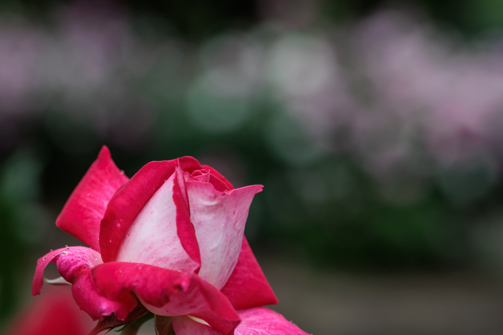 薔薇