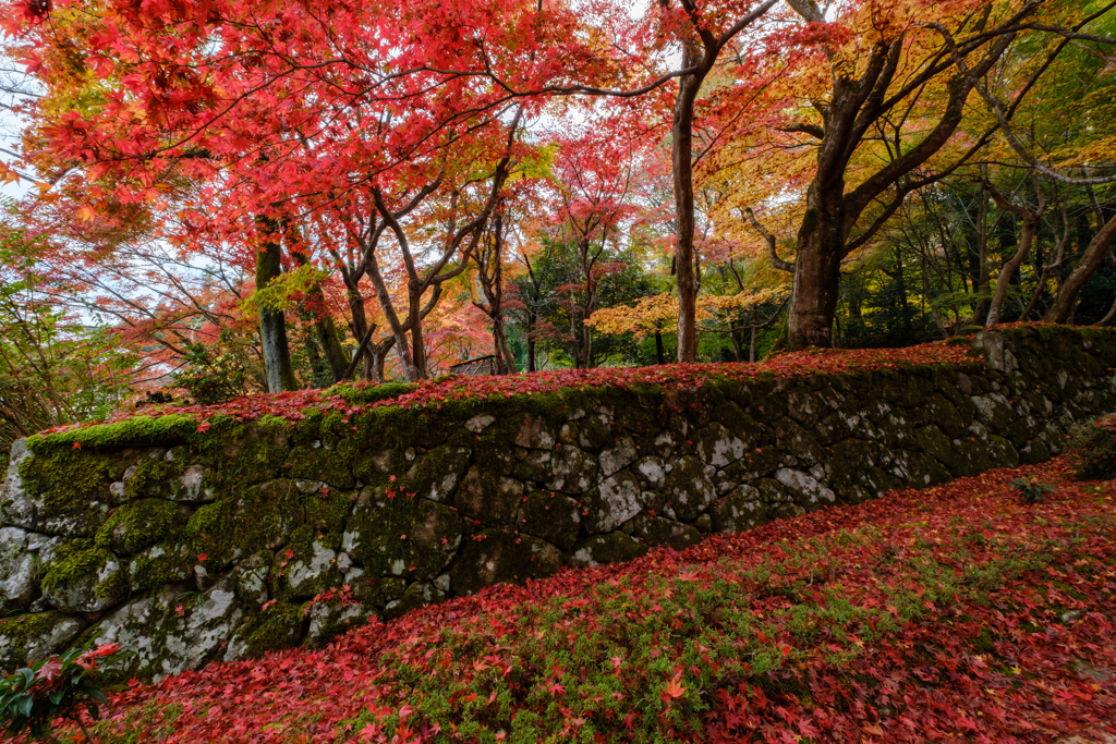 金剛輪寺　秋