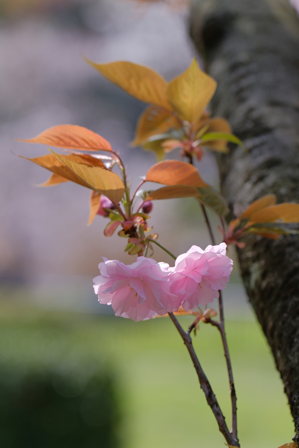 八重桜