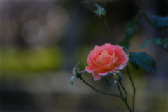 冬の薔薇