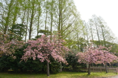 メタセコイヤと八重桜