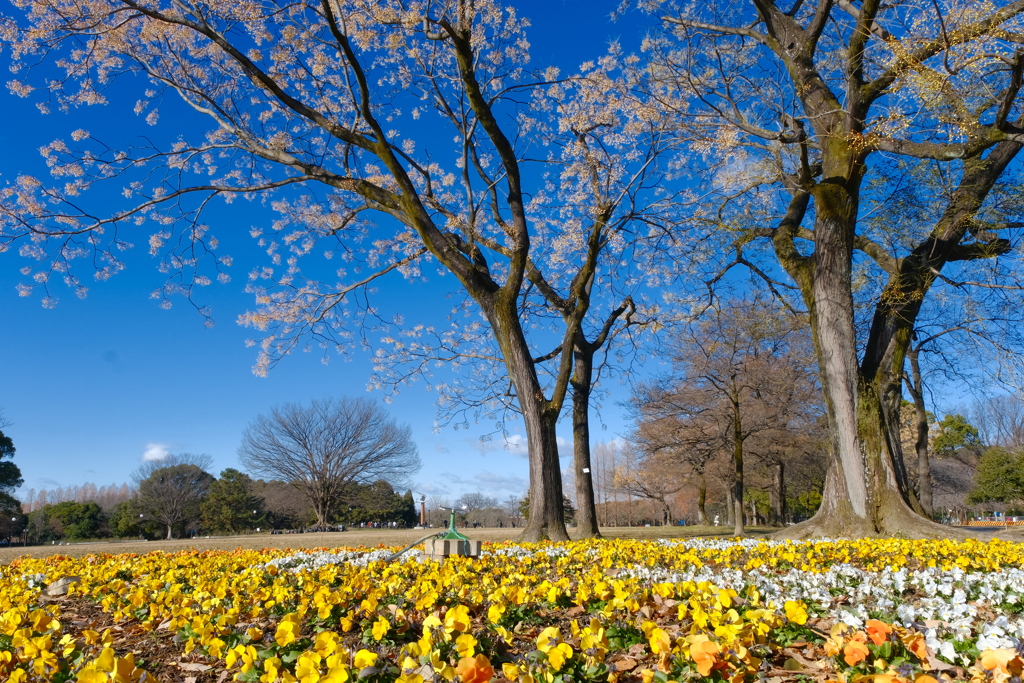 冬晴れの公園