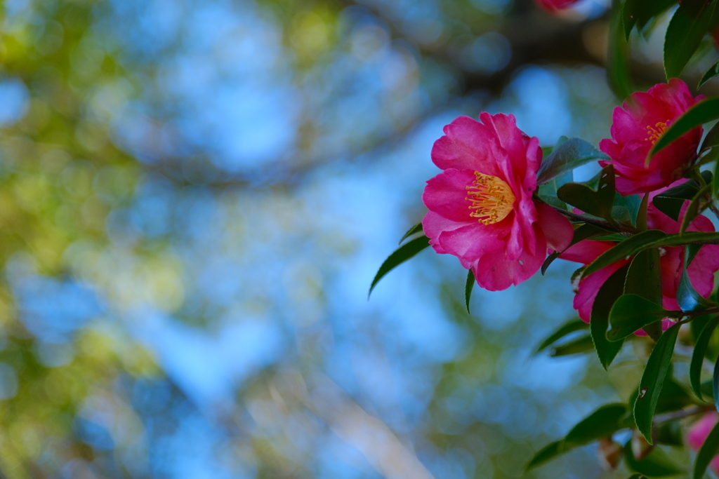 山茶花