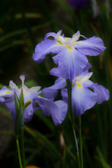 花菖蒲