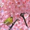 満開の桜のなか