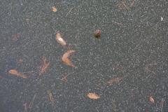 薄氷に雪