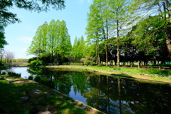 新緑の公園