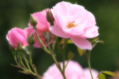 八重のバラ