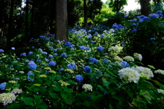 あじさいの森