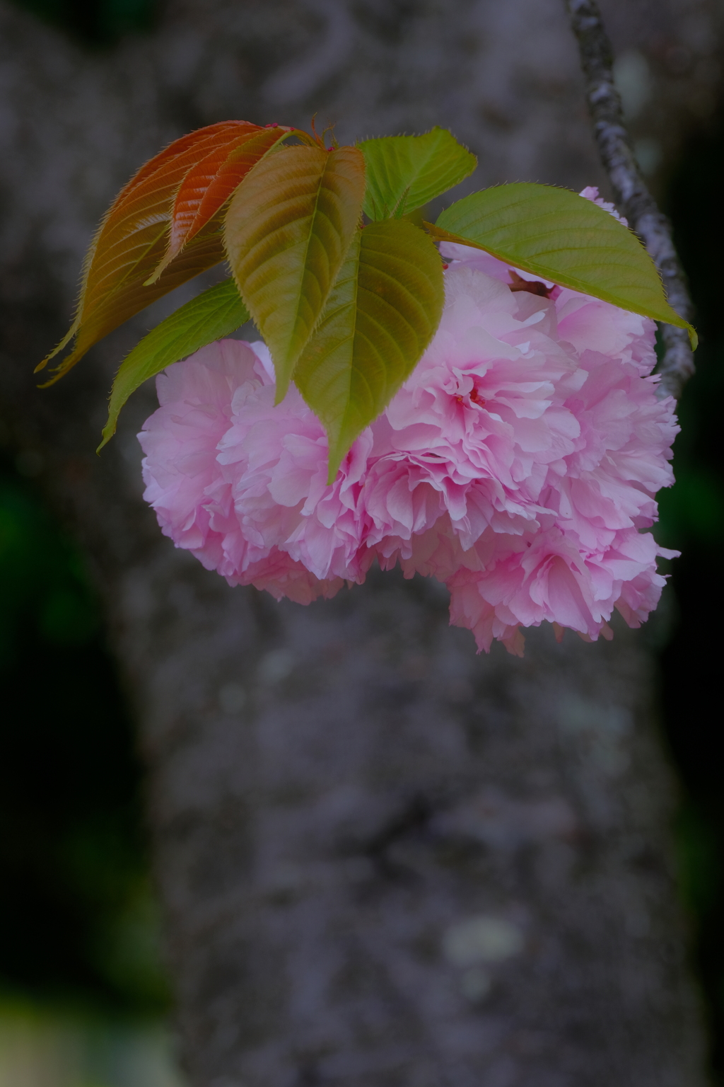 八重桜