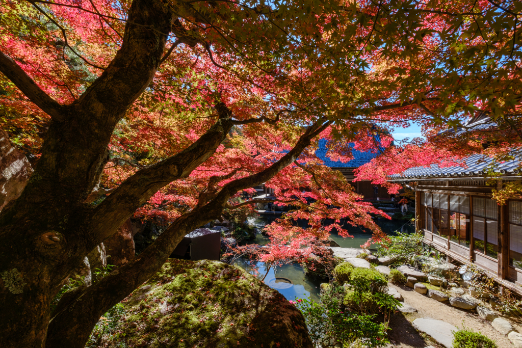 百済寺　錦秋