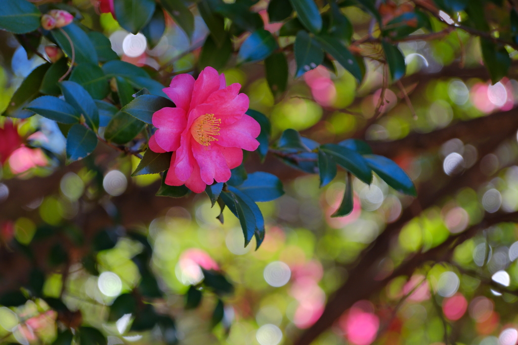 山茶花