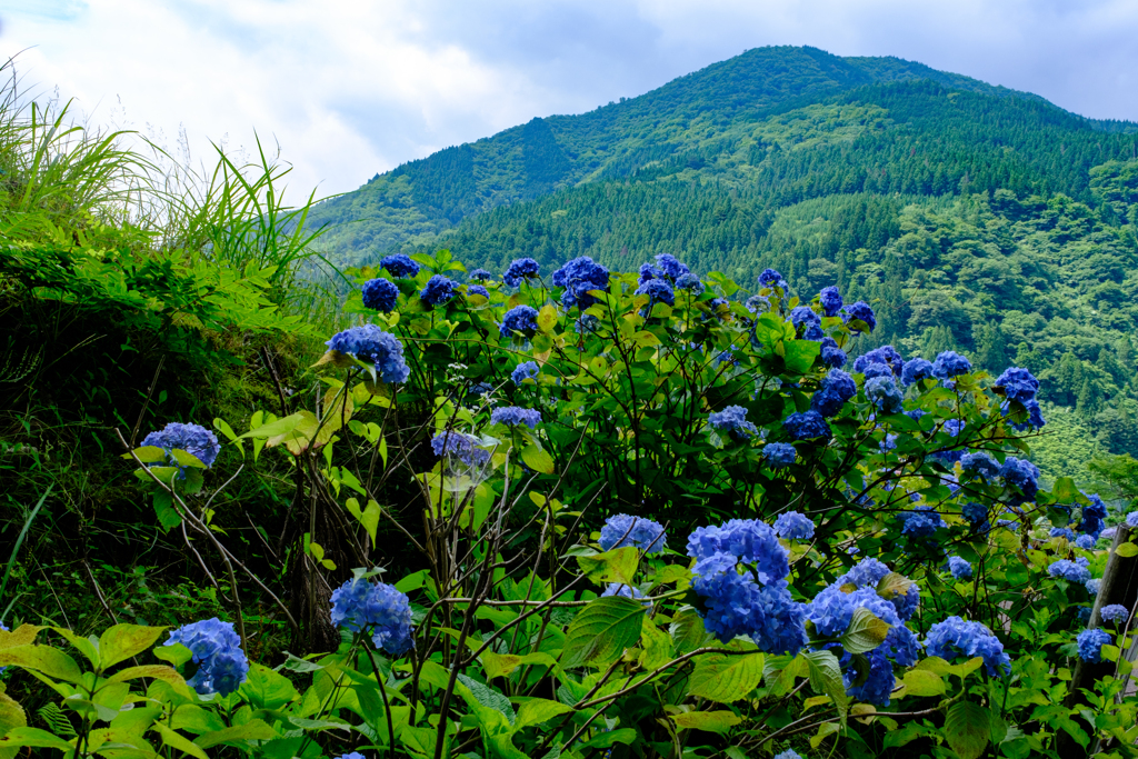 山間に咲く