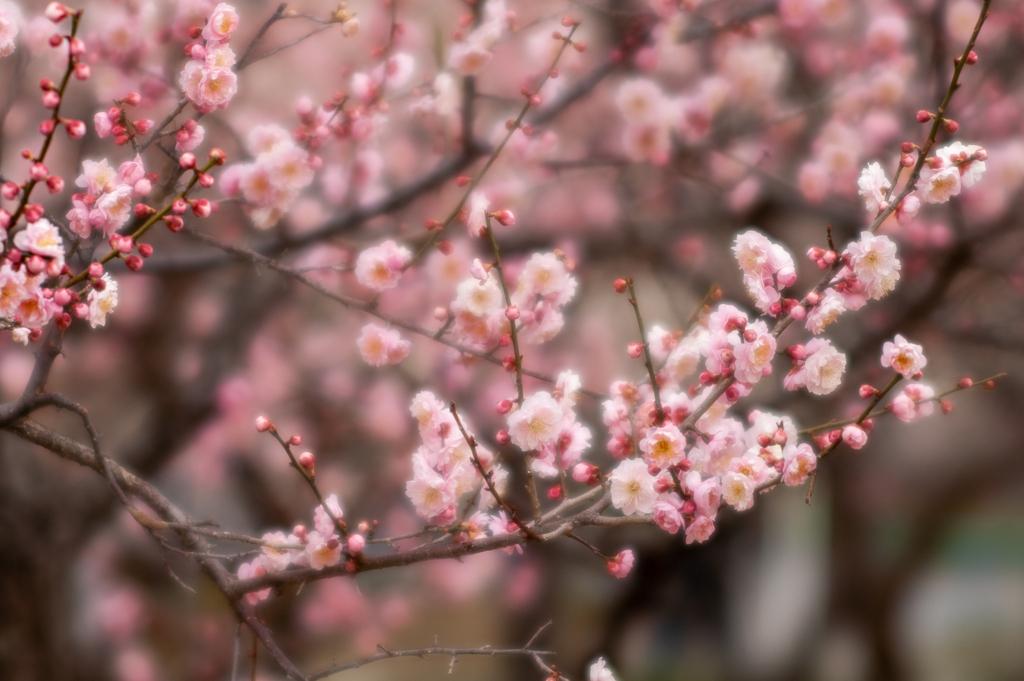 梅花