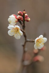 白梅