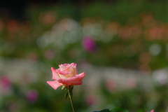 薔薇７