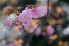 八重桜