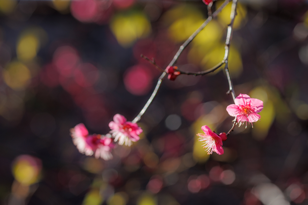 紅梅