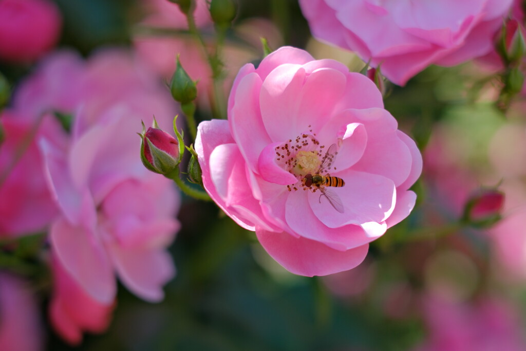 薔薇の季節