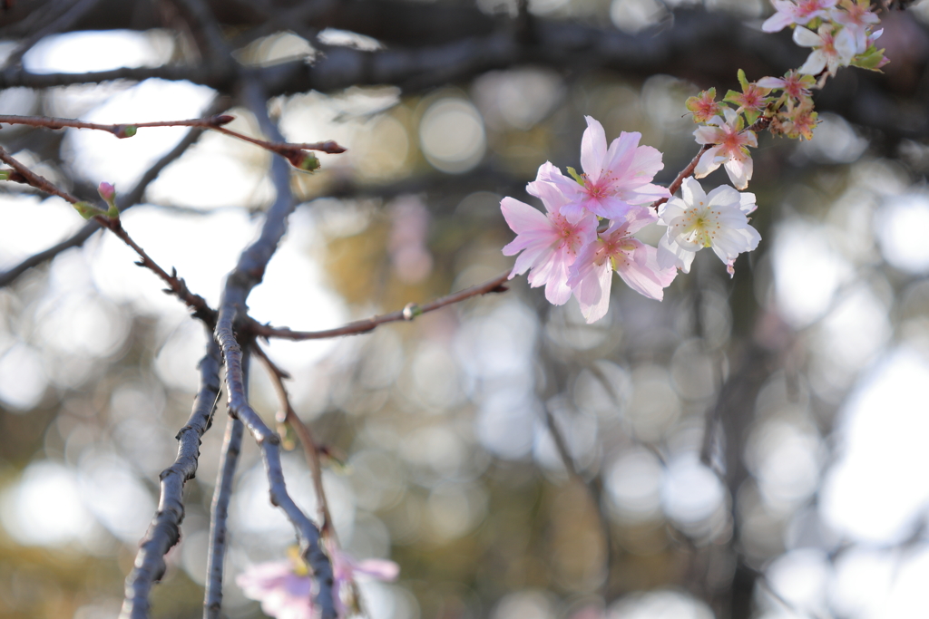 四季桜